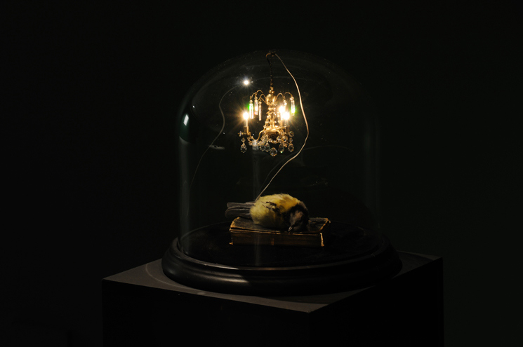 Polly Morgan Void Gallery exhibition photos