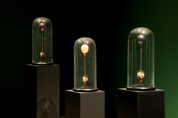 Polly Morgan Void Gallery exhibition photos