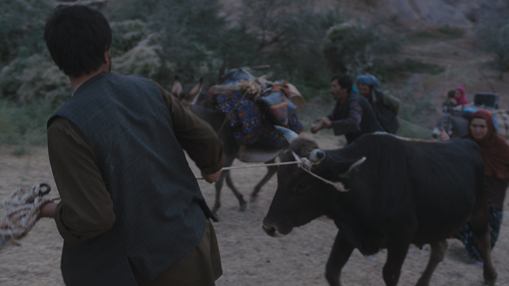 man pulling a cow up a hill