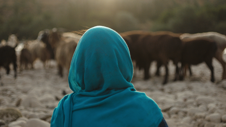 a girl with a blue veil seen from the back. There are many cows in the background