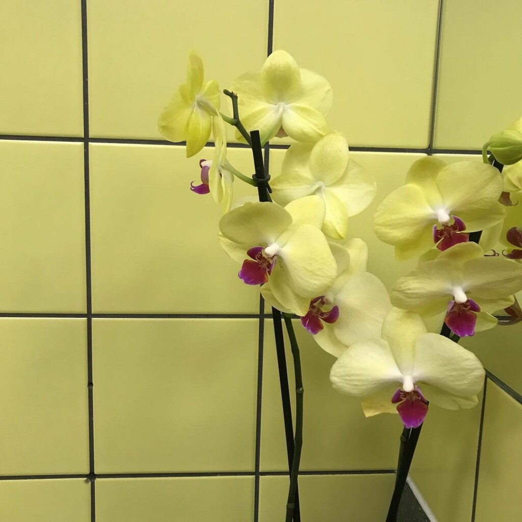 bouquet of white flowers with a white tiled wall behind