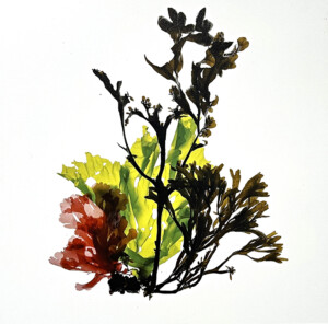 ‘Staging Seaweed Symbiosis’ with Queen’s University School of Natural and Built Environment, 2024 - 2025.